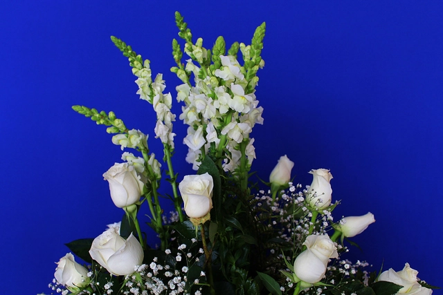 Lateral Rosa Blanca
