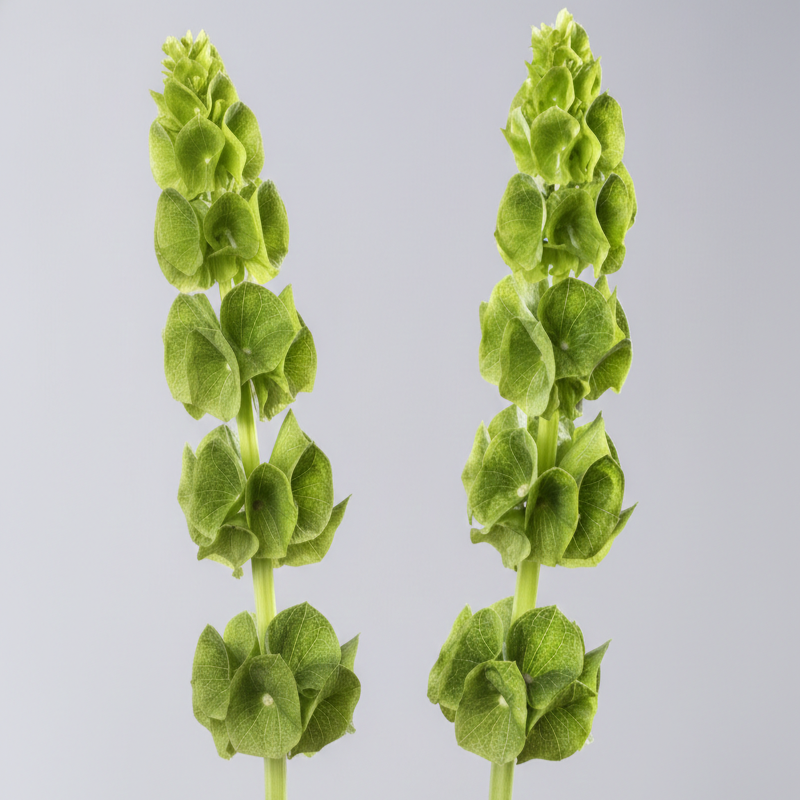 Campana hirlandesa